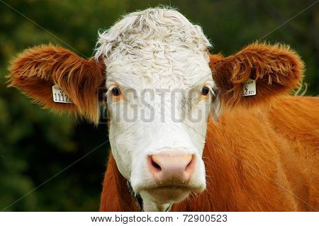 Beautiful Closeup Of A Austrian Cow's Head