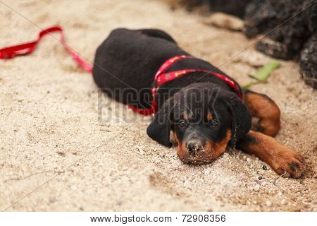 Rottweiler Puppy Lying On The Ground And Looking At The Camera