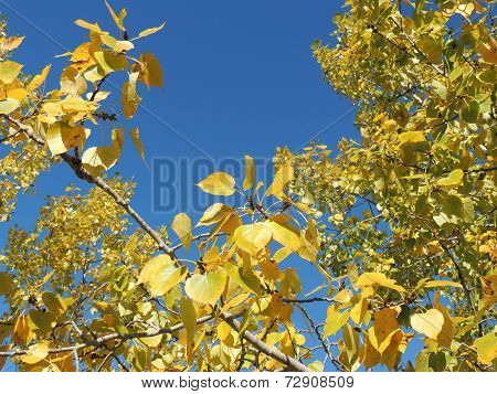 Yellow Autumn Poplars