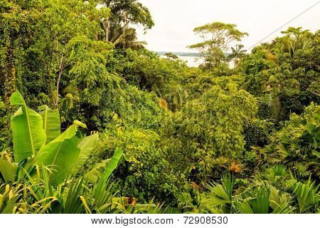 Tropical Rainforest Landscape Of National Park Yasuni, South America