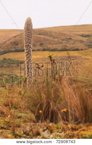 Wild Cactus, National Park Llanganate, The Word Cactus Derives, Through Latin, From The Ancient Greek