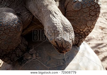 Giant Turtle, Galapagos Islands
