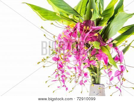 Blossom Of Globba Flower ,chiangmai Thailand