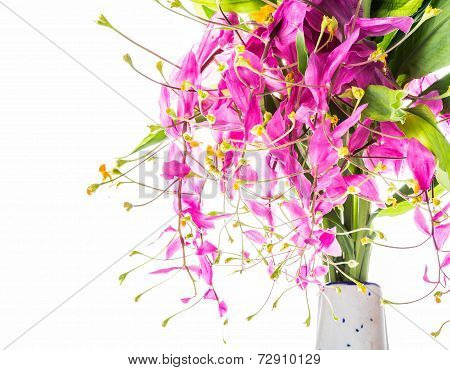 Blossom Of Globba Flower ,chiangmai Thailand