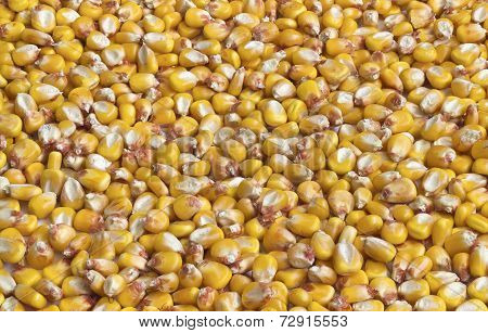 Corn