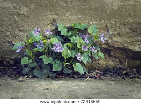 Flower and concrete