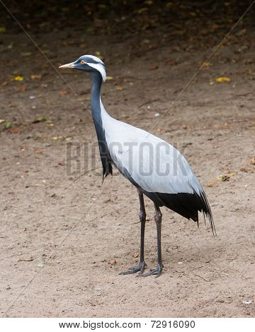 Adult Demoiselle Crane
