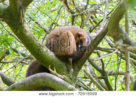 Red-bellied Lemur (eulemur Rubriventer)