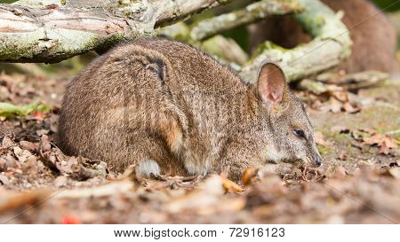 Sleeping Parma Wallaby