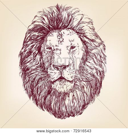Lion hand drawn vector llustration