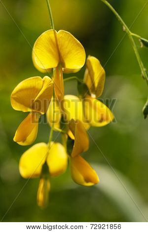 Sesbania Flowers
