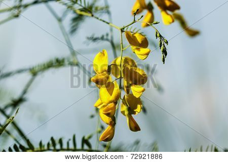 Sesbania Flowers