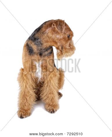 Airedale