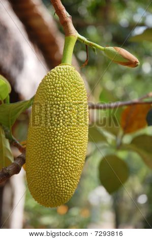 lokale frugt