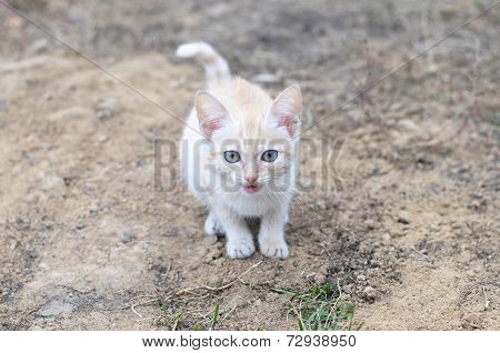 Cat Meowing Outdoor