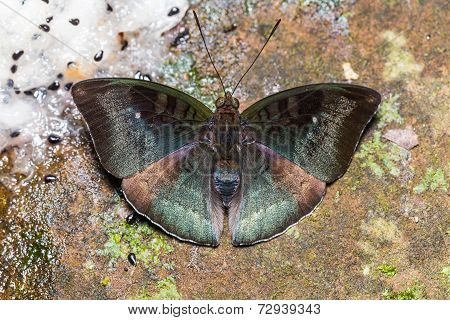 Male Malay Baron Butterfly On Ground
