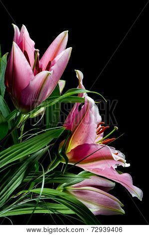 Pink lilies bunch