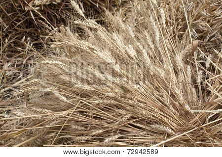 Wheat Field
