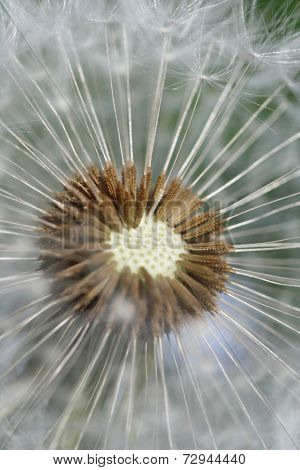 Dandelion