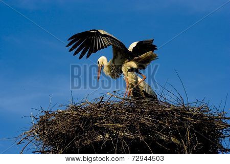 Storch -
