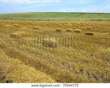 Straw Bales In Agricultural Harvested Wheatfield