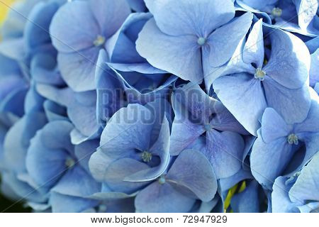 Hydrangea Macrophylla (bigleaf Hydrangea)