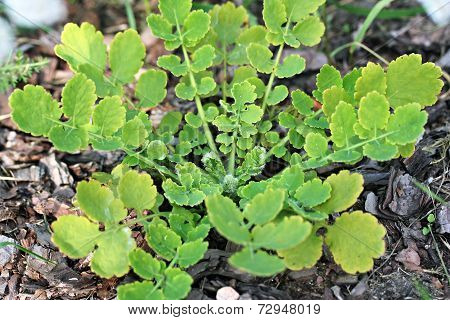 Chelidonium Majus