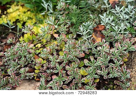 Saxifrages (stone-breaker)