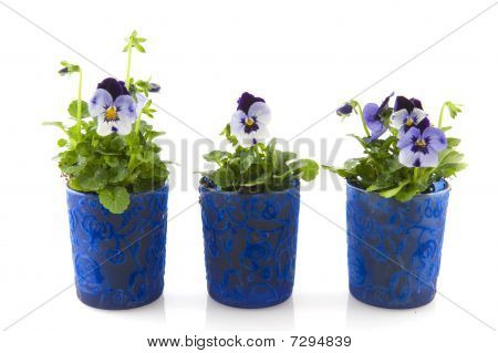 Violets สีน้ำเงิน