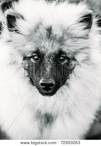 Gray Keeshound, Keeshond, Keeshonden Dog (german Spitz) Wolfspitz Black And White Portrait