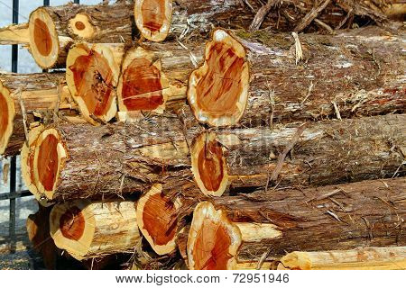 Cedar Logs