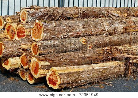 Cedar Logs