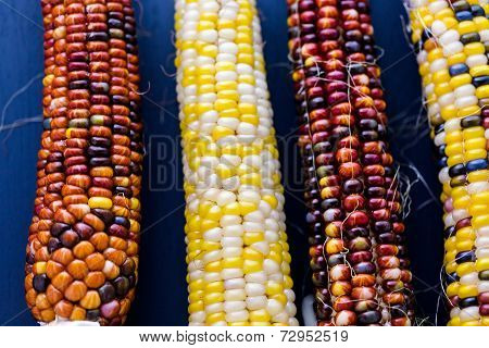 Flint Corn