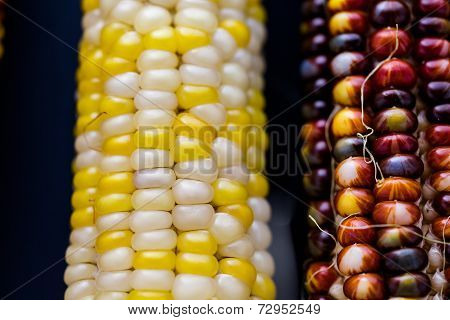 Flint Corn