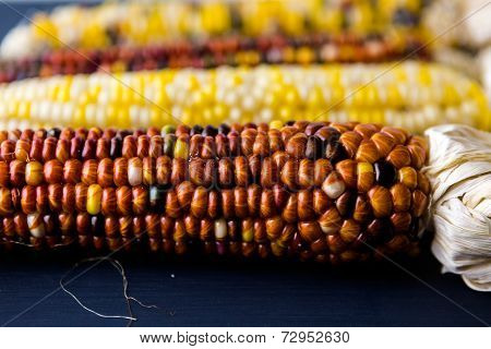Flint Corn
