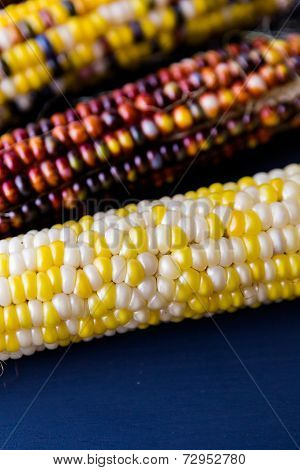Flint Corn