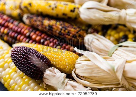 Flint Corn