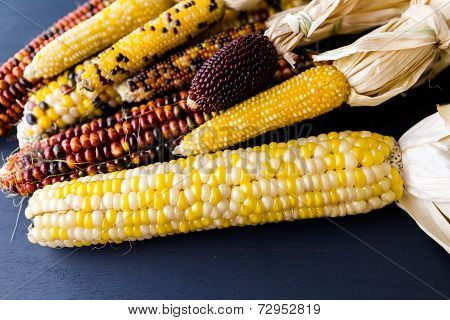 Flint Corn