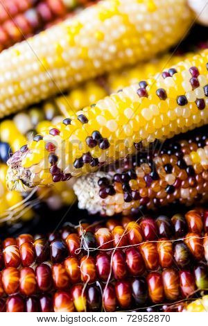 Flint Corn