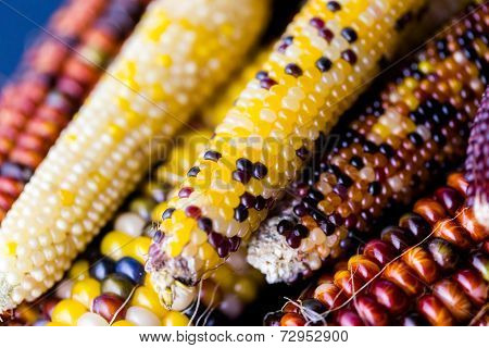 Flint Corn
