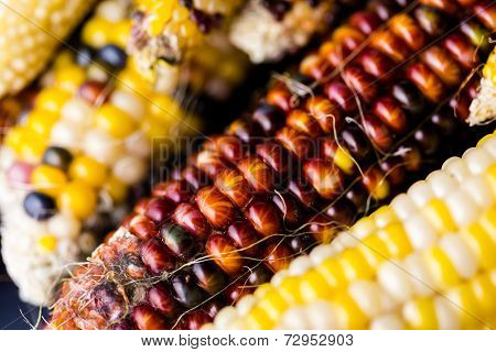 Flint Corn