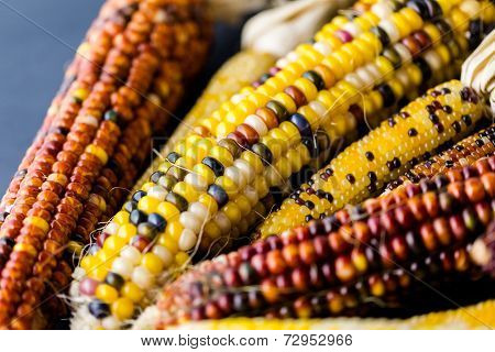 Flint Corn