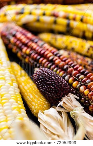 Flint Corn