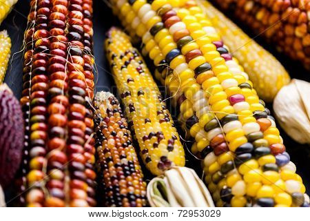 Flint Corn
