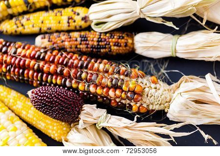 Flint Corn