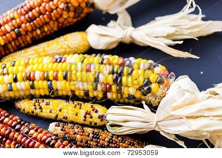 Flint Corn