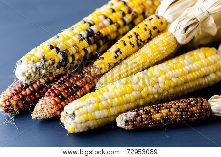 Flint Corn