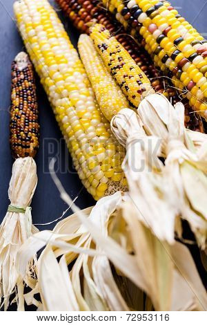 Flint Corn