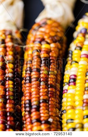 Flint Corn