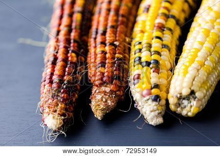 Flint Corn